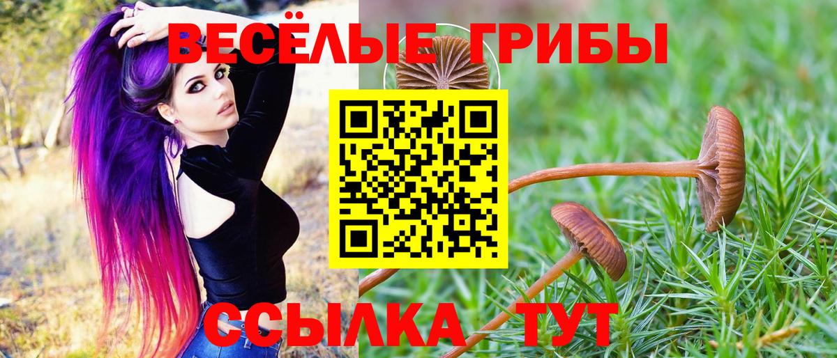 Карачаевск  Псилоцибиновые грибы Psilocybe  Псилоцибиновые грибы ЛСД  Вход с VPN 